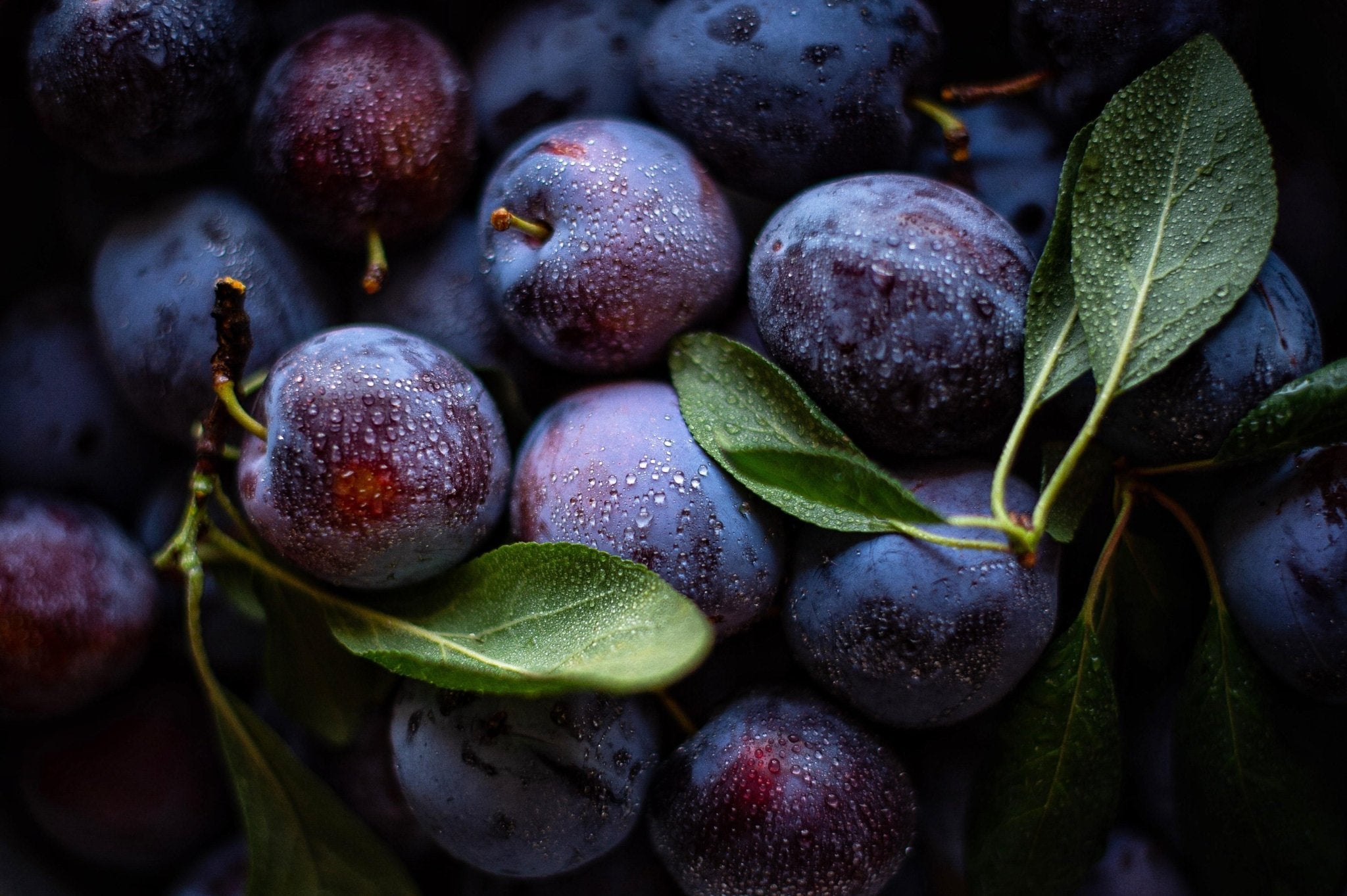 Davidson Plum: Skin Food from the Australian Rainforest - Mukti Organics