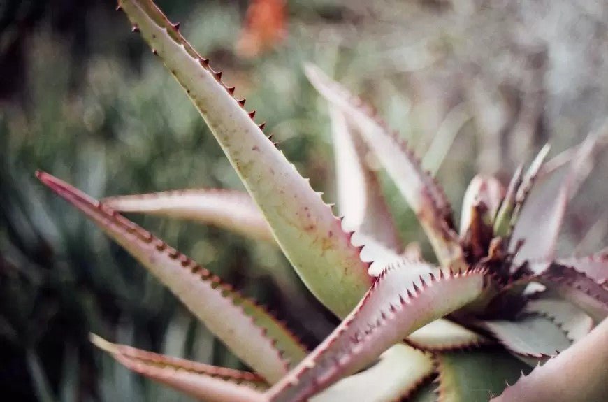 Obsessed with Aloe: Why Aloe Vera Skincare is the Best Thing That Will Ever Happen to You - Mukti Organics