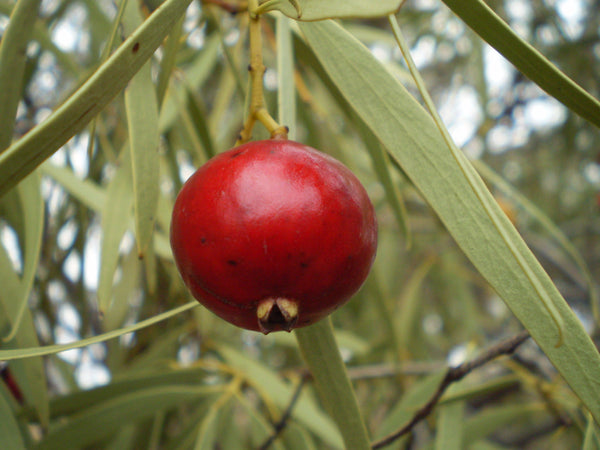Australian Native Extracts — the Top 5 Plants That Pack a Skincare Punch - Mukti Organics