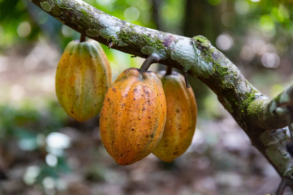 The Amazing Benefits of Cacao Beans for Your Skin - Mukti Organics