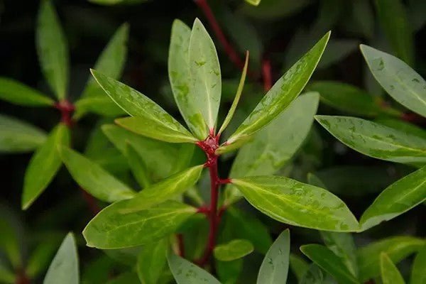 What Can Mountain Pepper Leaf Do for Your Skin That Vitamin E Can't? - Mukti Organics